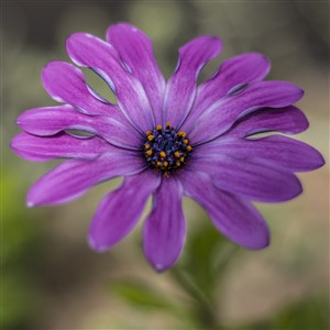 Purple Flower