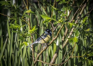 Blue Tit